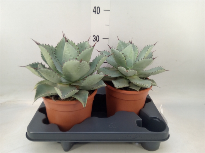 <h4>Agave   ...</h4>