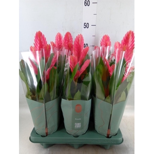 Vriesea   ...