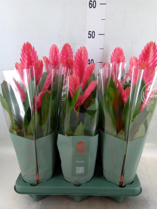 <h4>Vriesea   ...</h4>