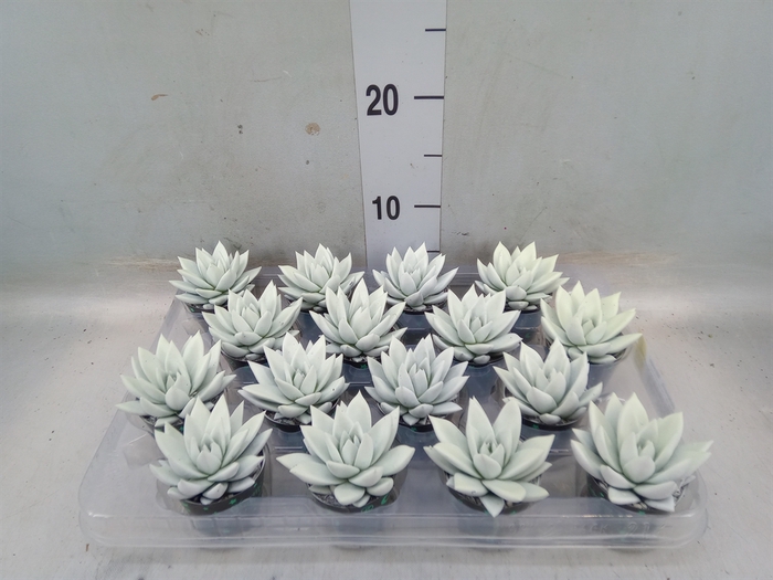 <h4>Echeveria  'Miranda'</h4>