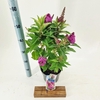 Buddleja Butterfly Candy Gemengd