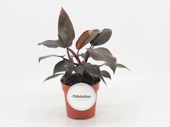 <h4>Philodendron Burgundy Princess</h4>