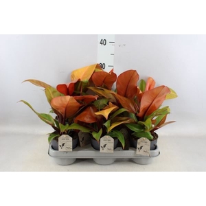 Philodendron   ...