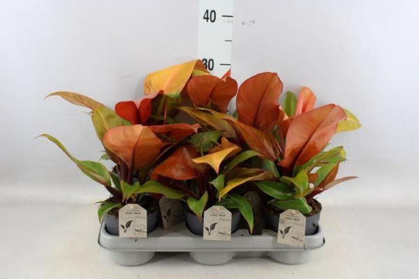<h4>Philodendron   ...</h4>