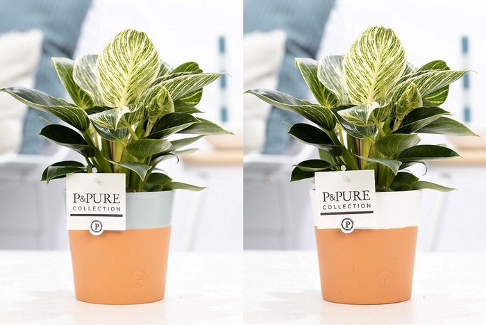 <h4>Philodendron White Wave in P&PURE Terra Cotta 4 ass. 2</h4>