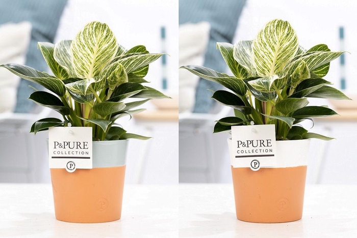 <h4>Philodendron White Wave in P&PURE Terra Cotta 4 ass. 2</h4>