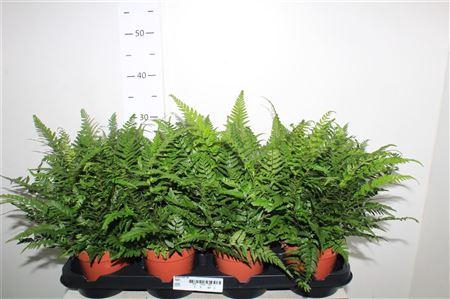 <h4>Athyrium Ov</h4>