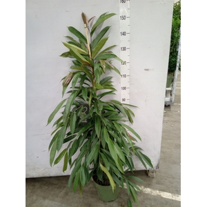 Ficus binn. 'Amstel King'