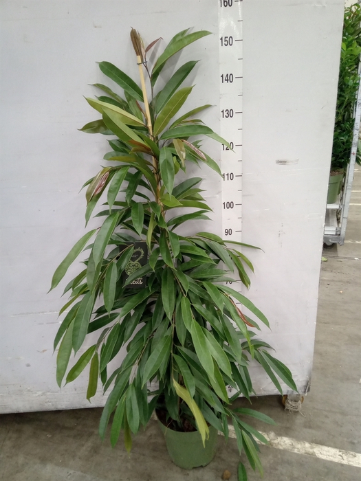 <h4>Ficus binn. 'Amstel King'</h4>