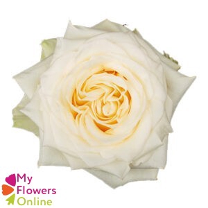 R Gr Candlelight Bicolor 60cm EC