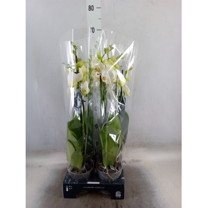 Phalaenopsis   ...white