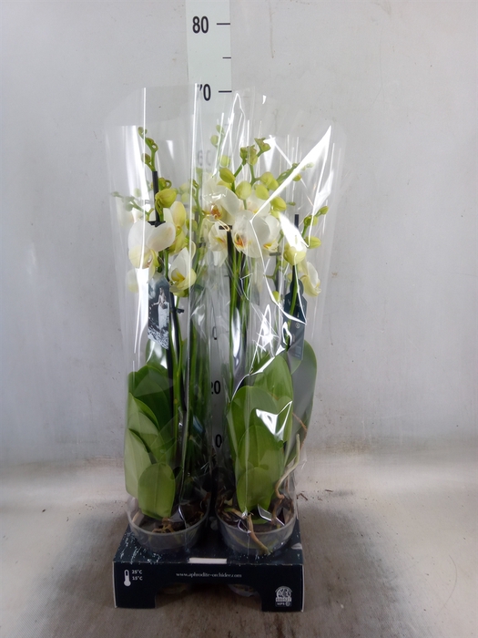 <h4>Phalaenopsis   ...white</h4>