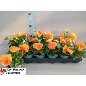 VIO WI DEL PUR D ORA