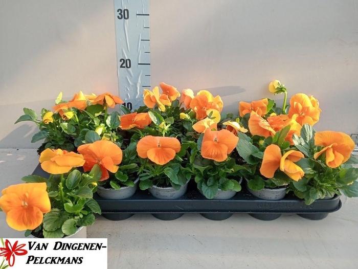 <h4>VIO WI DEL PUR D ORA</h4>