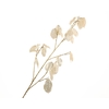 Lunaria Cream