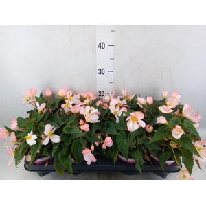 Begonia boliv. 'Angel Pink'