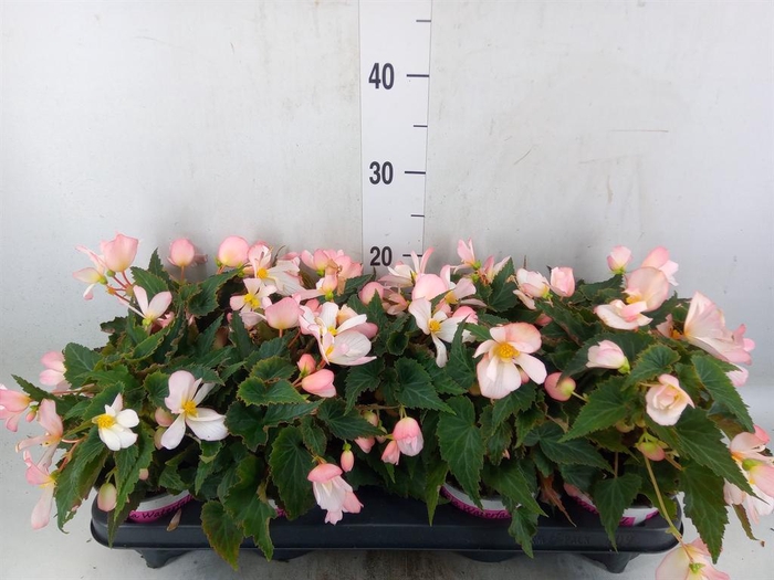 <h4>Begonia boliv. 'Angel Pink'</h4>