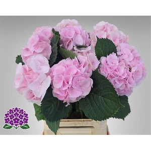 HYDR M MY PINKTOU RZ 10cm