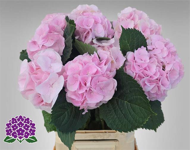 <h4>HYDR M MY PINKTOU RZ 10cm</h4>