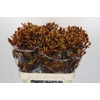 Anigozanthos Gold Fever