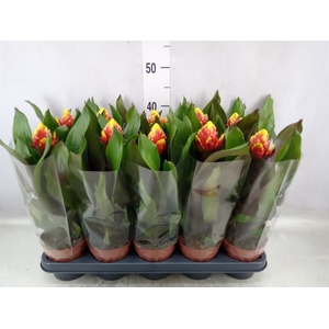 Guzmania  'Crown'