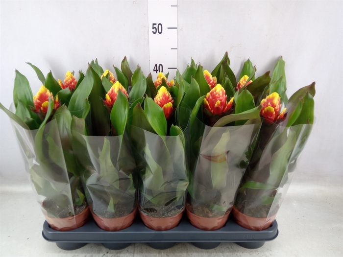 <h4>Guzmania  'Crown'</h4>