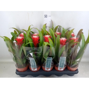 Guzmania  'Hope'