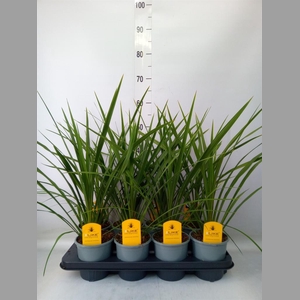 Cordyline indivisa 'Peko'