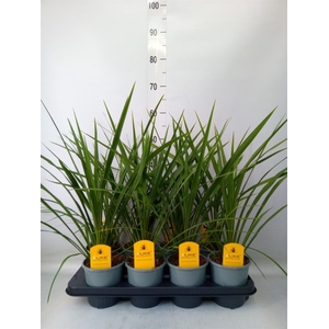 Cordyline indivisa 'Peko'