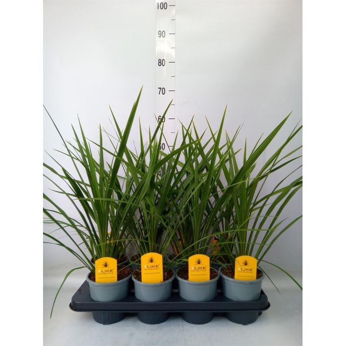<h4>Cordyline indivisa 'Peko'</h4>