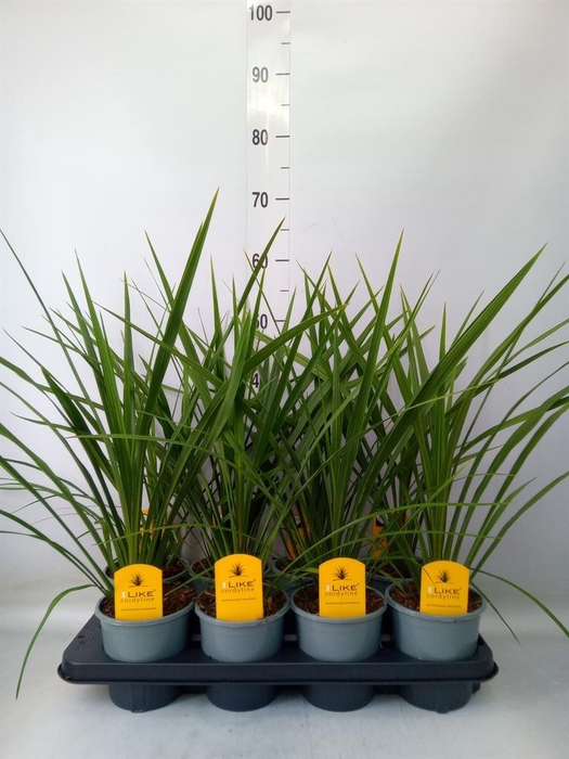 <h4>Cordyline indivisa 'Peko'</h4>
