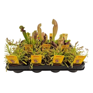 vleeseters mix 8.5cm