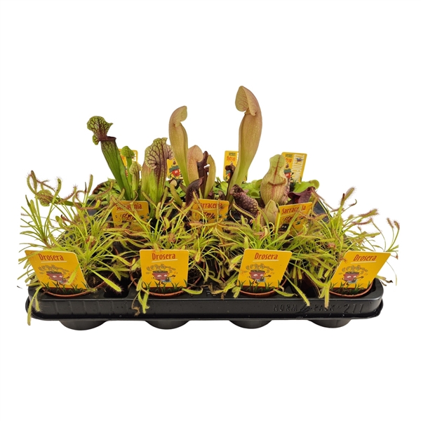 <h4>vleeseters mix 8.5cm</h4>