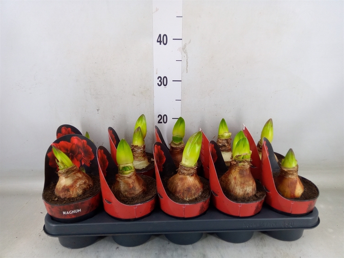 <h4>Hippeastrum GA 'Magnum'</h4>