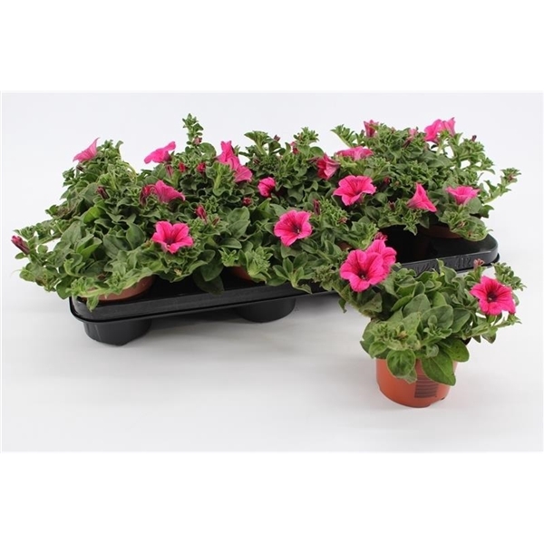 Petunia Hot Pink