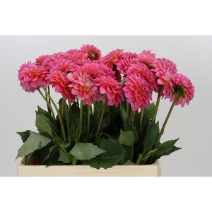 Dahlia Pink Runner