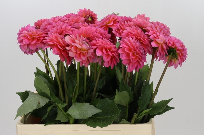 <h4>Dahlia Pink Runner</h4>