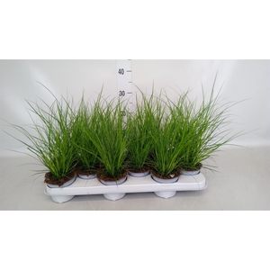 Carex brunnea