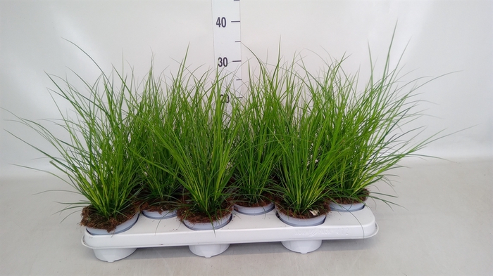 <h4>Carex brunnea</h4>