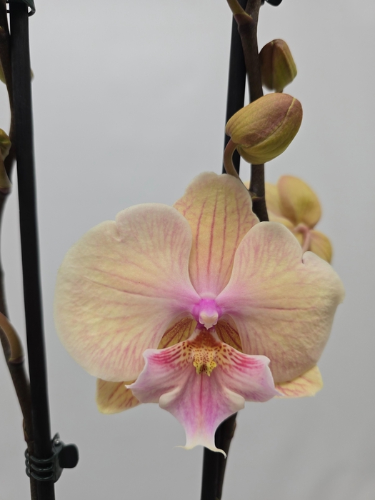 <h4>Limited 36 week 7</h4>