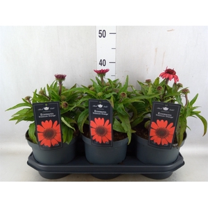 Echinacea  'SunSeekers Red'