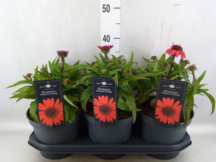 <h4>Echinacea  'SunSeekers Red'</h4>