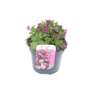 Arabis cauc. Little Treasure Roze