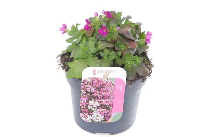 <h4>Arabis cauc. Little Treasure Roze</h4>
