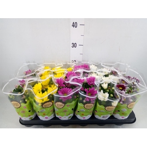 Chrysanthemum   ..mix 5