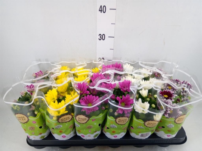 <h4>Chrysanthemum   ..mix 5</h4>