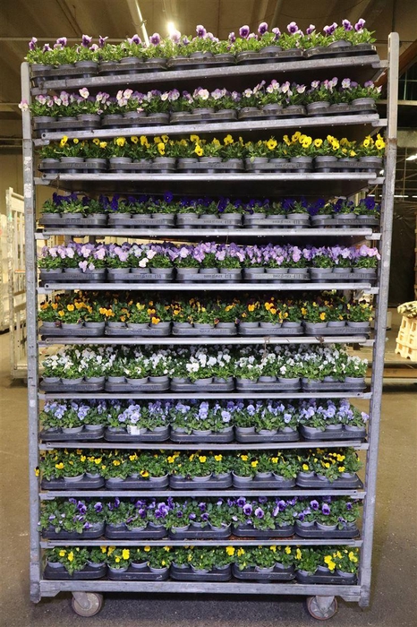 <h4>Vio Co Mixk 1 Kleur Per Tray</h4>