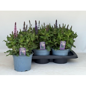 SALVIA NE CG MIDNIGH