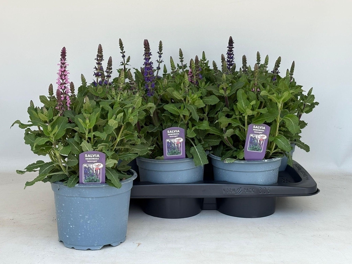 <h4>SALVIA NE CG MIDNIGH</h4>