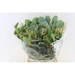 Euca Populus Berry Short 150 Gram